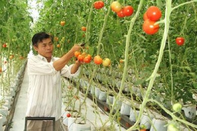 Phát huy tiềm năng nông nghiệp từ công nghệ cao